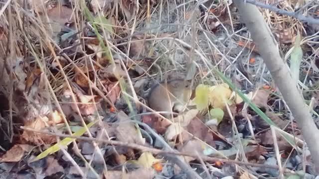 Мышка кушает чипсы смотреть онлайн