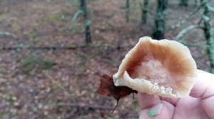 РЯЗАНЬ. 30 ноября 2025 года. Прогулка в лесу.
 Грибы были но мороз их поморозил.