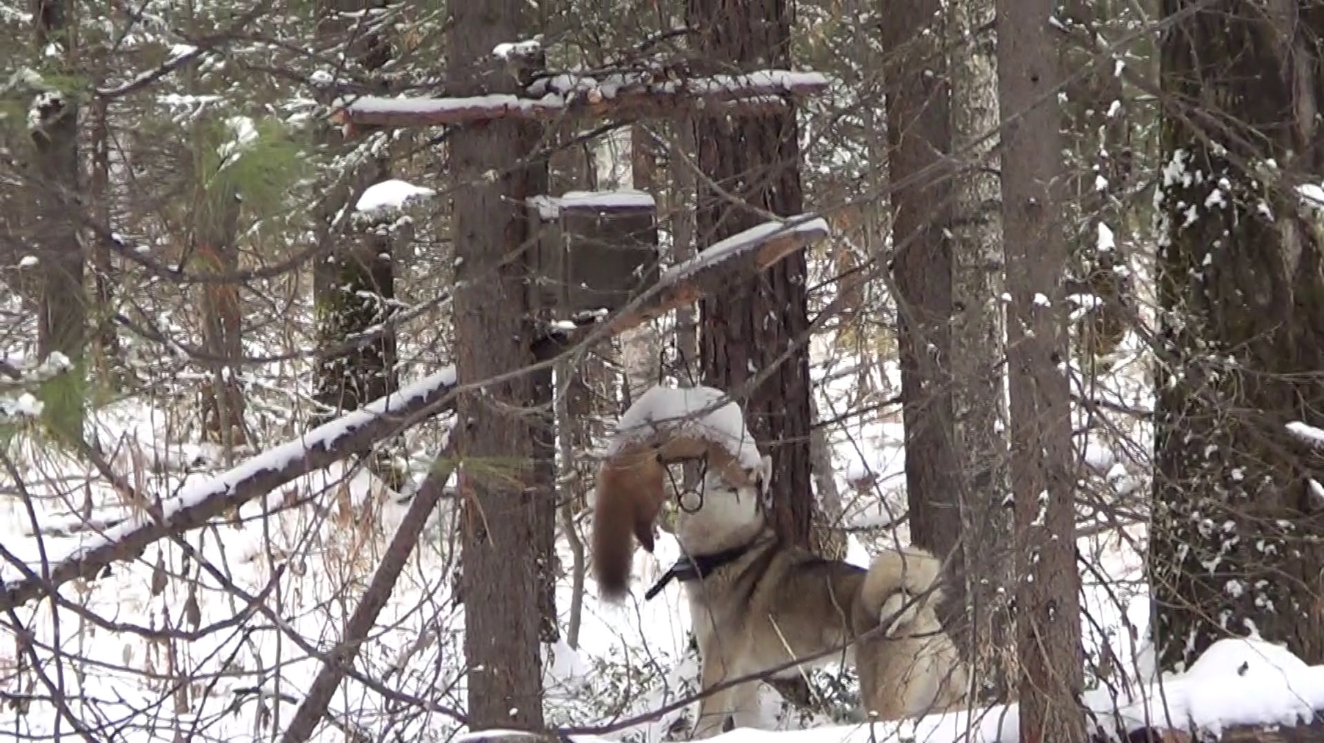 Охота на куницу капканами. Сезон 25-26г. / КУНИЦА ПОНЕМНОГУ ПОПАДАЕТСЯ, НО СЛЕДОВ НЕТ. смотреть онлайн