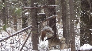 Охота на куницу капканами. Сезон 25-26г. / КУНИЦА ПОНЕМНОГУ ПОПАДАЕТСЯ, НО СЛЕДОВ НЕТ.