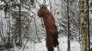 Охота на куницу капканами 2025-26