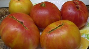 Томатом Вифлеемский  огонь восхищаюсь много лет! №374.  Красивый, сочный, сладкий!