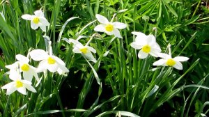 Весенние цветочки