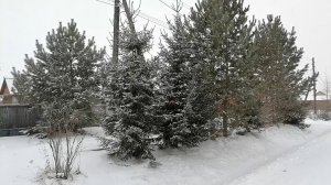 С первым днём зимы!