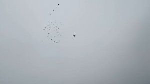 Николаевские голуби