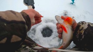 НАДО БЫЛО СРАЗУ ИДТИ НА ТОТ БЕРЕГ!!!! Зимняя рыбалка 2025