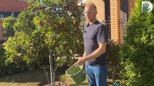 Видео журнал "СОФ №133" ОСЕННИЕ подкормки плодовых деревьев. СОВЕТЫ от Александра ПЕТРОВА