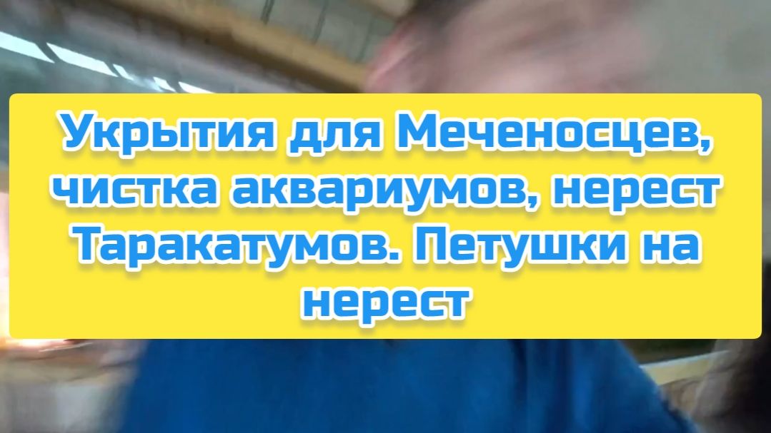 Укрытия для Меченосцев, чистка аквариумов, нерест Таракатумов. Петушки на нерест смотреть онлайн