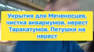 Укрытия для Меченосцев, чистка аквариумов, нерест Таракатумов. Петушки на нерест