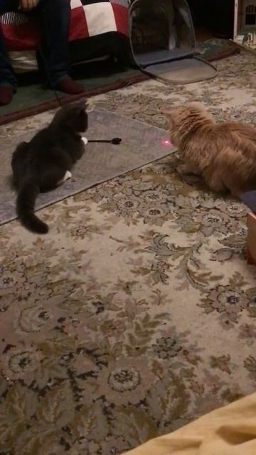 Санкт-Петербург. 01.12.2025. Котёнок Тортик в гостях у Персика. Развлекаем гостя. Эпизод 2