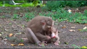 Играет или воспитывает? 1000042087.mp4