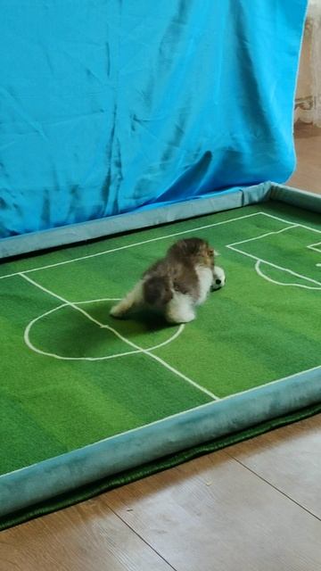 ⚽ 🏆Футбол. Чемпионат мира среди котят. 2025. Шорты. 01, 12, 25