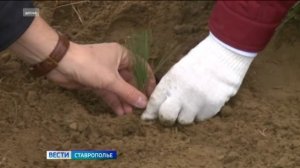 На Ставрополье продолжаются масштабные лесовосстановительные работы