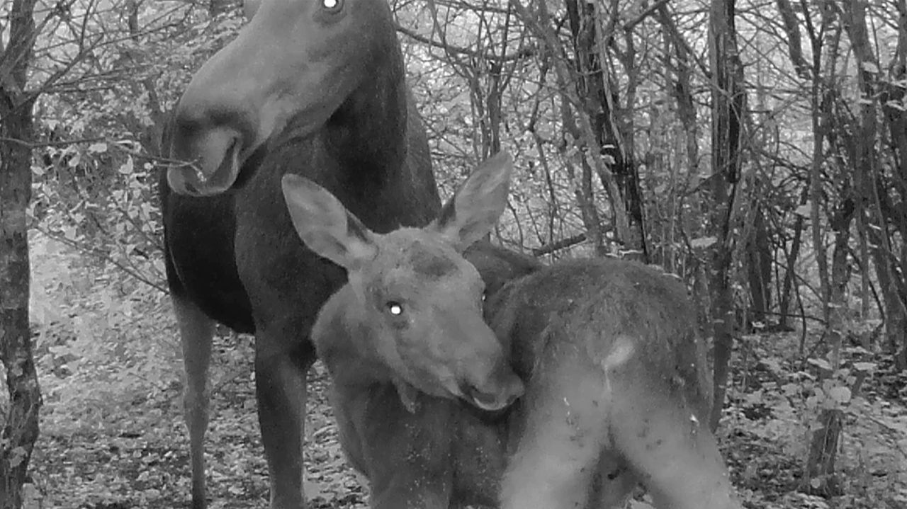 ФОТОЛОВУШКА на ЛОСИНОЙ лёжке / Фотоловушка в лесу
