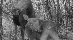 ФОТОЛОВУШКА на ЛОСИНОЙ лёжке / Фотоловушка в лесу