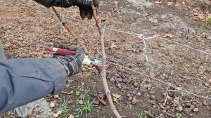 ОБРЕЗКА ДВУХЛЕТНЕГО  КУСТА ВИНОГРАДА.