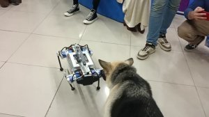 На Конгрессе молодых учёных состоялось общение собаки с роботом