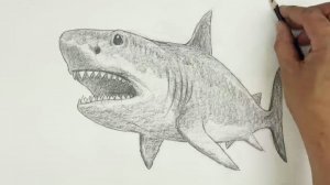 Как нарисовать Акулу карандашом просто и легко