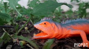 World of animals: magelania - insetable predator (мини-сериал)