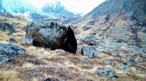 "Танцующий" медведь в Сайлюгемском нацпарке