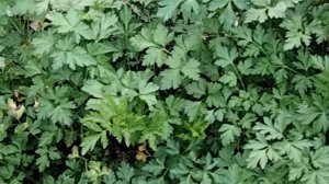 Цветы в саду на 30.11.25г.