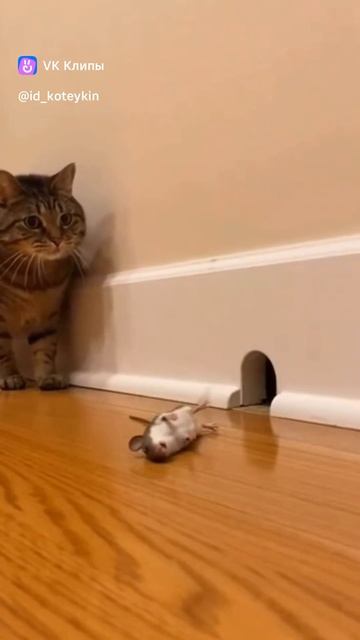 Кот убийца)