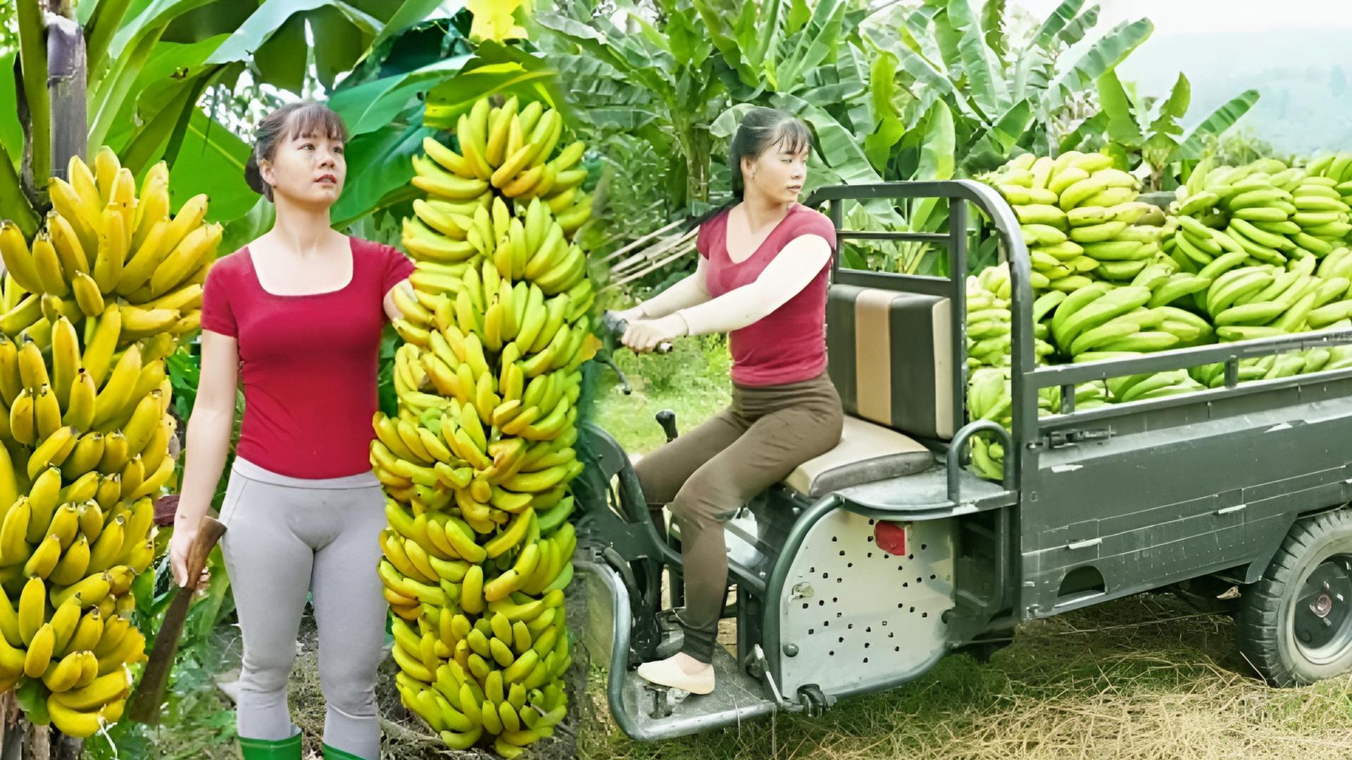 Собираю бананы, и перевожу их на грузовике на сельский рынок для продажи. Жизнь во Вьетнаме