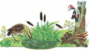 Кто чем поёт - Рассказ Виталия Бианки