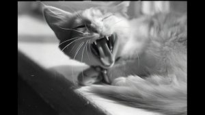 Оживление фотографии №16