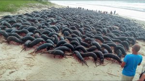 Япония завезла хищников на остров. Что произошло спустя 25 лет подвергло всех в ужас!