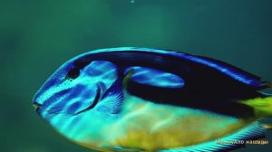 #Коран#АнНисаъ#СамыеКрасивыеМеста#Relaxation##Islam#Quran#AnNisa'#Minshawiy #4кВидео#16часть#