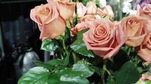 Не спим, танцуем