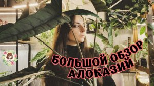 БОЛЬШОЙ ОБЗОР АЛОКАЗИЙ: ДО И ПОСЛЕ + НОВИНКИ | АНОНС РОЗЫГРЫША #алоказии #alocasia #обзор #review