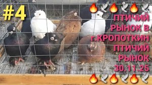 🔥🕊🔥  Птичий  рынок в г.Кропоткин. Ярмарка голубей 30.11.25. Часть 4. Pigeons Fair. Bird Market.