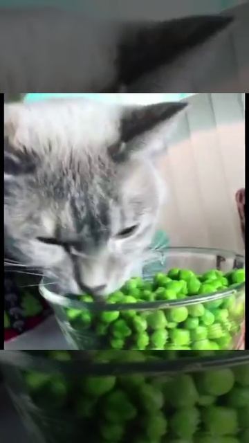 LikeTime ❤️❤️❤️ Коты "веганы"