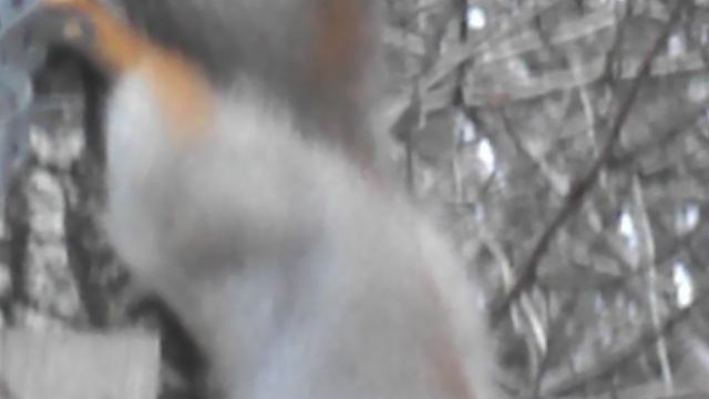 DSCN8482Осенний Железноводск.Белочка хозяйка железноводского парка ноябрь 2025