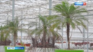 Улицы Белгорода украсят тропическими растениями