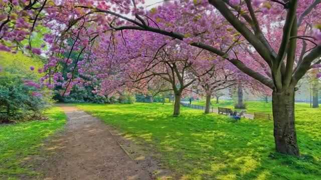 Успокаивающая музыка помогает снять стресс и тревогу 🌿 Музыка помогает восстановить разум #11