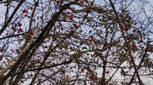 Зима на Ромашковой. Зимнее яблоко сорта Либерти. Краснодар, дача, 01.12.2025.