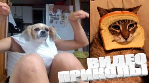 ВИДЕОПРИКОЛЫ \ КРУТЫЕ ПРИКОЛЫ 2025 \ НОВЫЕ ПРИКОЛЫ \ СМЕШНЫЕ ПРИКОЛЫ 2025 ЮМОР