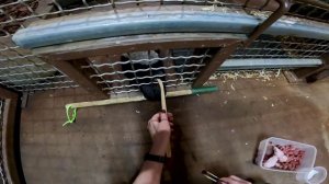 Как тренируют медоедов!