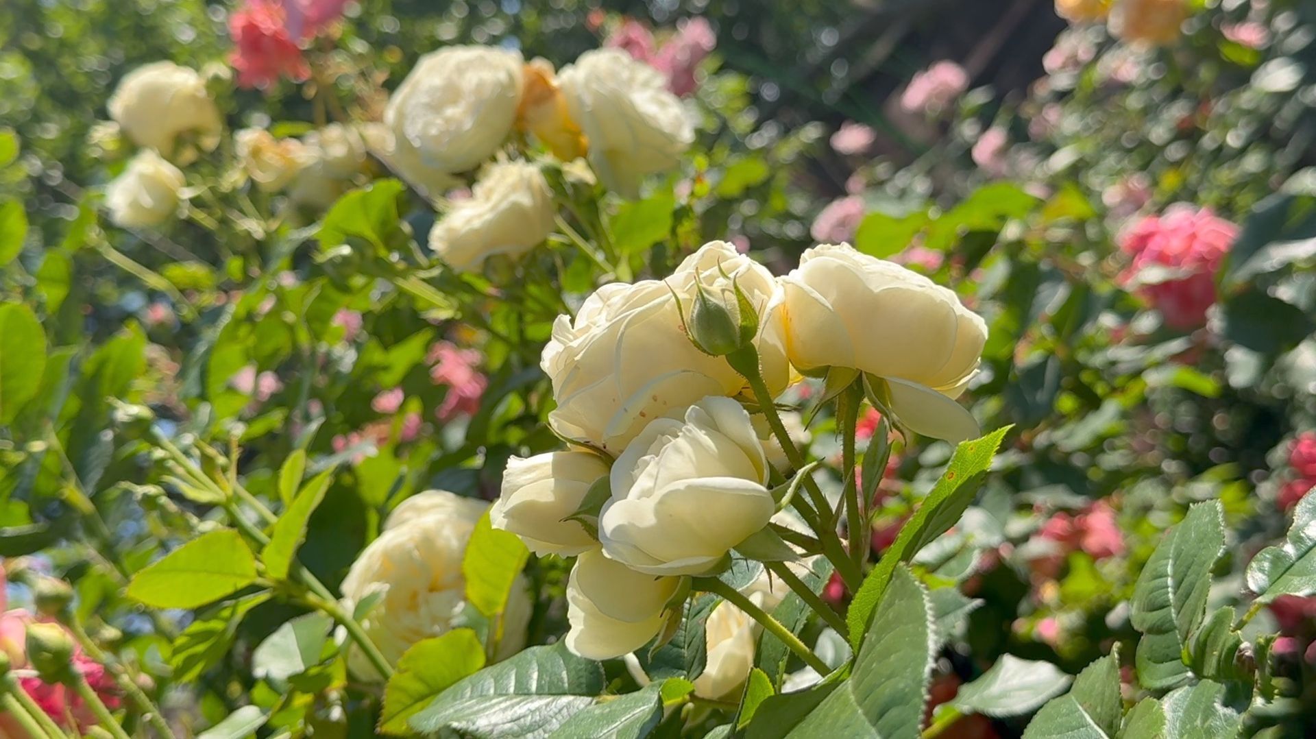 Июль в Саду 14 июля 2025 часть 8