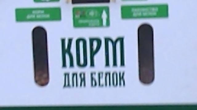 DSCN8478Осенний Железноводск.Белочка хозяйка железноводского парка ноябрь 2025