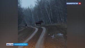 Лосенка с мамой заметили на территории заказника «Шайтантау» в Башкортостане