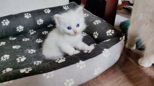 Маленький белый котёнок не позволяет своей кошке-маме себя гладить. Счастливая кошачья семья.