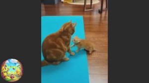 Кот под прицелом, воспитание котёнка! Смешная подборка! #63