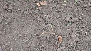 ОСЕННЯЯ ОБРЕЗКА ОДНОЛЕТНЕГО КУСТА ВИНОГРАДА