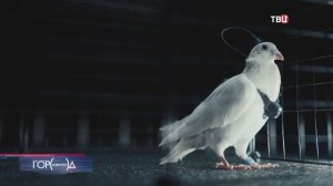 Российские разработчики представили первый биодрон на базе голубя