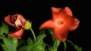 Красивая музыка (танец цветов под вальс) !!! @lera.