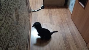 Весь праздник проспала) Вечер на кухне.